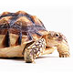 Fig:2 Digital Turtleの画像です。