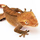 Fig:6 Digital lizardの画像です。